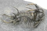 Spiny Ceratarges Trilobite - Top Quality Specimen #241493-1